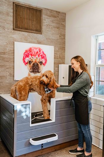 The pampered paw pet spa (includes washing stations, dryer and grooming table)