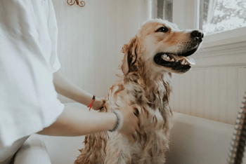 Pet spa