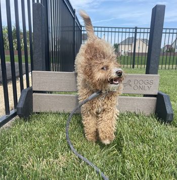 A small brown dog on a leash standing next to a bench