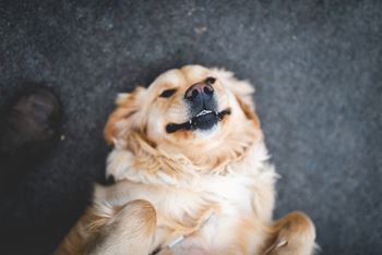 Pet friendly