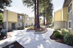 Mountain View apartment for rent - A tree in a courtyard surrounded by buildings.