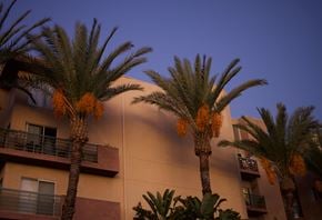 Santa Clara apartment for rent - Palm trees in front of a building with orange fruits.