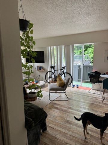 Vancouver apartment for rent - A dog is standing in a living room with a chair and a bicycle in the background.