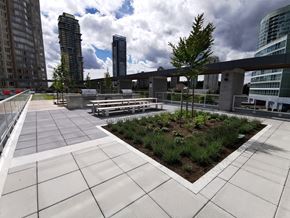 Burnaby condo for rent - A rooftop garden with a variety of plants and trees.