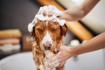 Pet spa