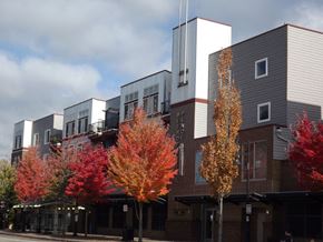 Renton townhouse for rent - Beautiful Trees outside Metropolitan Place Apartments, Renton, 98057