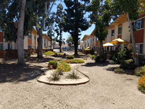 San Diego apartment for rent - Common area landscape