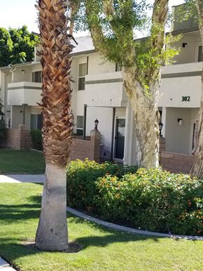 Palm Springs apartment for rent - two palm trees in front of an apartment building