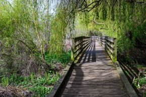 Kirkland apartment for rent - A wooden bridge leads through a lush green forest.
