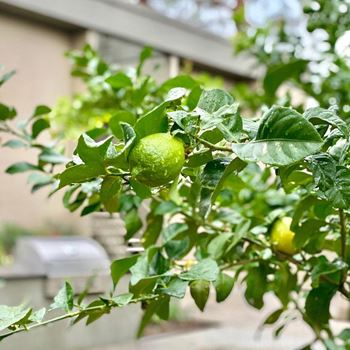 Beautiful landscaping & fruit trees