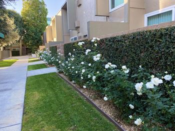 Beautiful landscaping & fruit trees