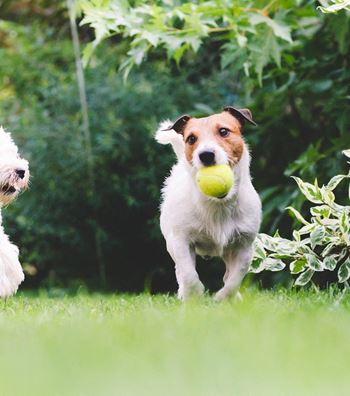 Bark park