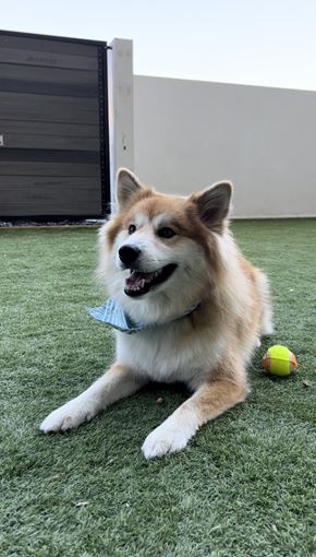 Winnipeg apartment for rent - a dog laying on the grass next to a tennis ball