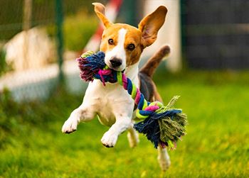 Dog park