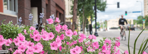 Minneapolis triplex for rent - Pink flowers in the foreground with a cyclist in the background.