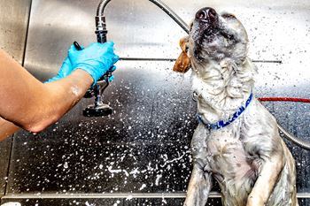 A dog is getting a bath in a sink.