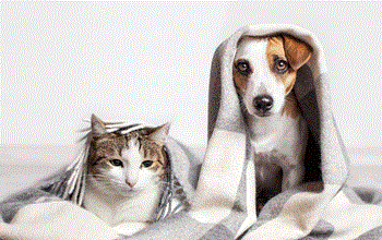 A cat and a dog are snuggled up together under a blanket.