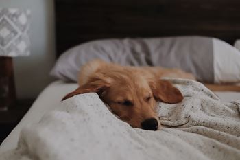 Pet-friendly community (restrictions apply)