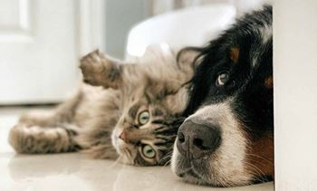 A cat and a dog are lying down close to each other.