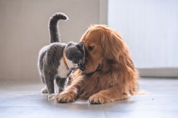 A cat and a dog playing with each other on the floor