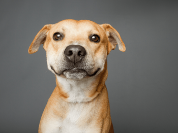 A brown and white dog looking at the camera