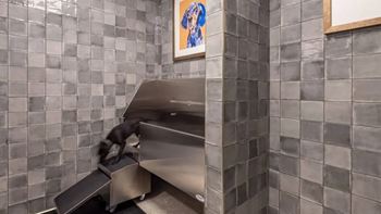 Dog wash station
