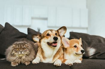 A cat and two dogs are sitting on a couch.