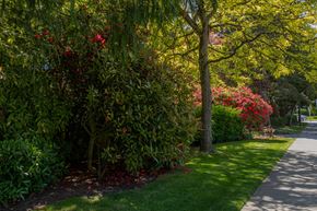 White Rock apartment for rent - a garden with green grass and red and pink flowers
