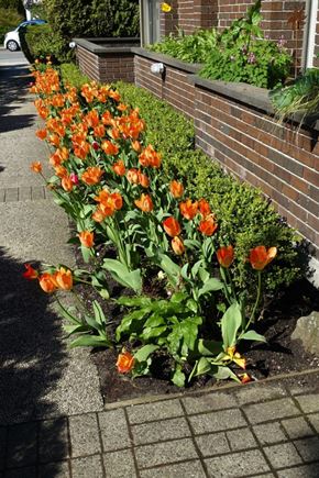 North Vancouver apartment for rent - a row of orange tulips in a flower bed next to a brick wall