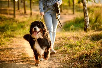 Pet-friendly residences
