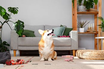 Dog sitting on the floor in front of a grey couch