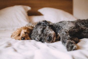 Dog & cat friendly*
