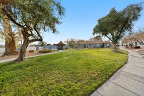 Las Vegas apartment for rent - A tree with a green leafy top stands in a grassy area.