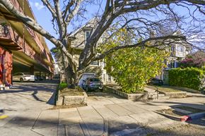 Berkeley apartment for rent - A tree in the middle of a street with cars parked on the side.