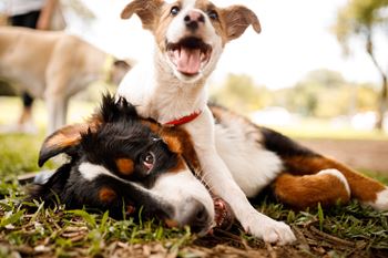 Pet-friendly community with no weight restrictions