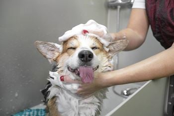 Dog spa