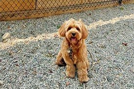 Dog run