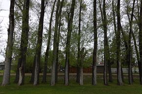 Watrous condo for rent - Treeline