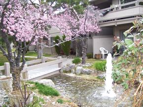 Reno apartment for rent - A pink flowering tree is in the foreground of a garden with a fountain.