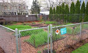Portland apartment for rent - A chain link fence surrounds a garden area.