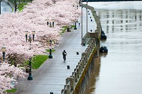 Portland apartment for rent - A person rides a bicycle along a walkway lined with cherry blossoms.