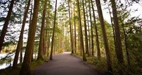 Vancouver apartment for rent - a path through the woods next to a lake