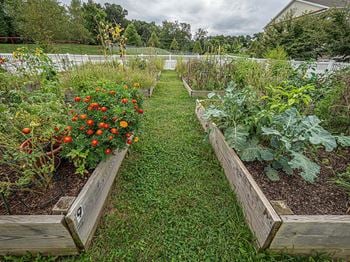 Community garden