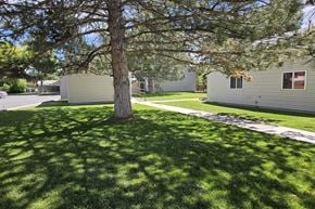 Pocatello apartment for rent - A tree in a grassy area with houses in the background.