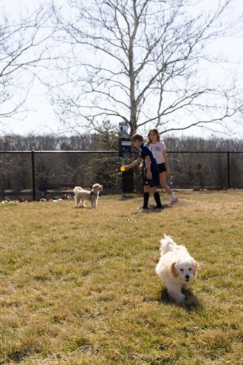 Dog park1