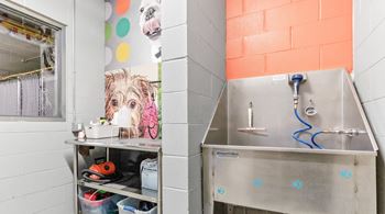 Pet bath