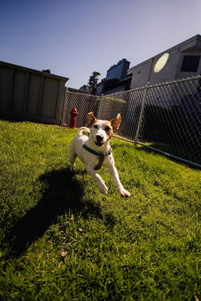 Vacaville apartment for rent - a brown and white dog running in the grass