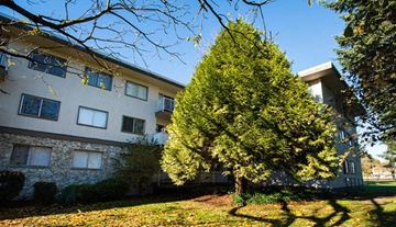 Burnaby apartment for rent - A large tree in front of a building with a clear blue sky.