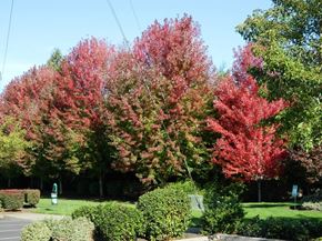 Gresham apartment for rent - Springwater Trail Apartments Outdoor Area
