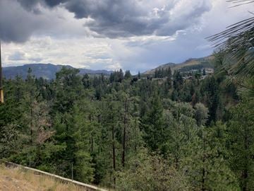 West Kelowna house for rent - A forest of trees with a cloudy sky above.